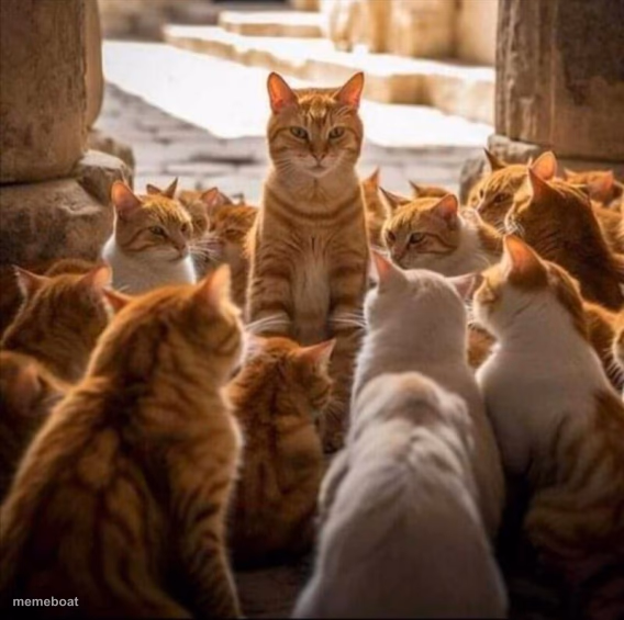 cats - meme generator image preview