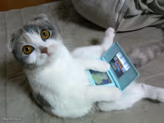 Cat Playing Nintendo DS