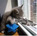 Sniper Kitten