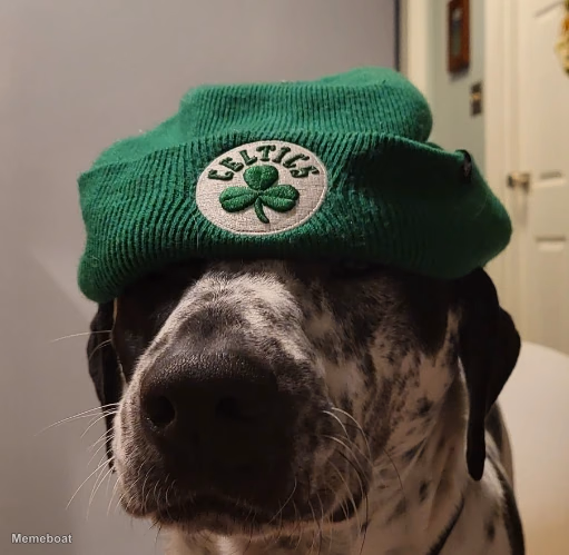 Celtics Dog - meme generator image preview