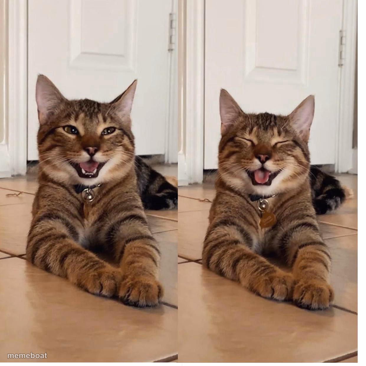 Chestnut the Smiling Cat Dad Jokes - meme generator image preview