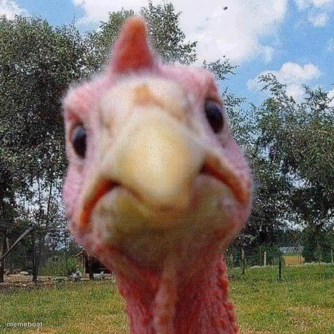 Close-Up Turkey Stare - meme generator image preview