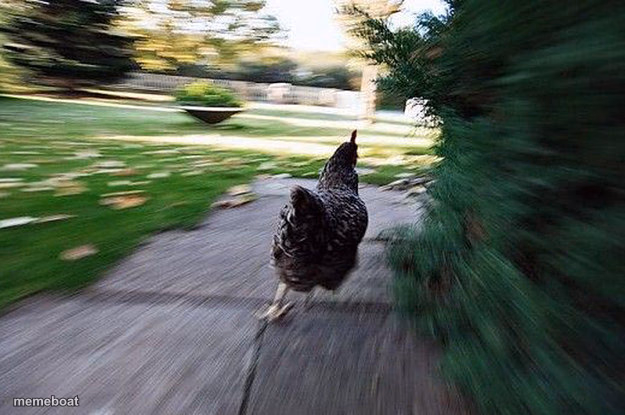 Chicken Running - meme generator image preview