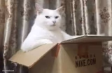 Cat In Nike Box