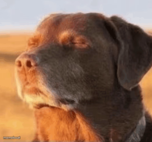 Chill Dog - meme generator image preview