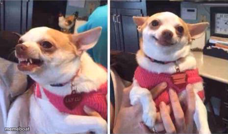 Angry Then Happy Chihuahua - meme generator image preview