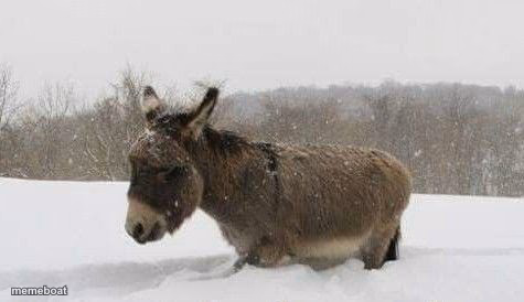 Donkey In Snow - meme generator image preview