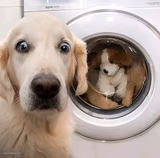 Dog Shocked By Washing Machine