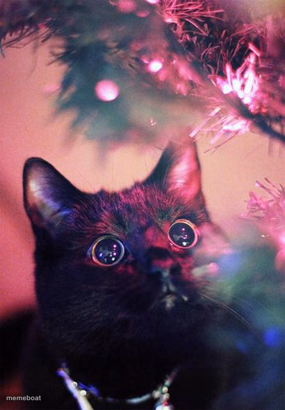 Christmas Cat - meme generator image preview