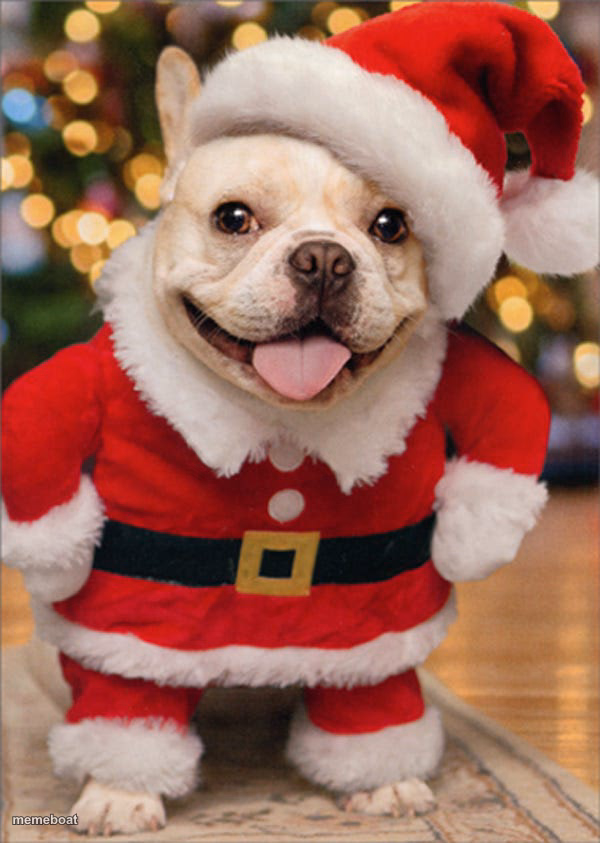 Christmas Doggy - meme generator image preview