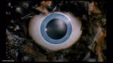 Chucky Eye