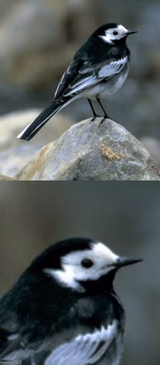 Clinically Depressed Pied Wagtail