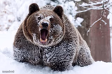 Cocaine bear