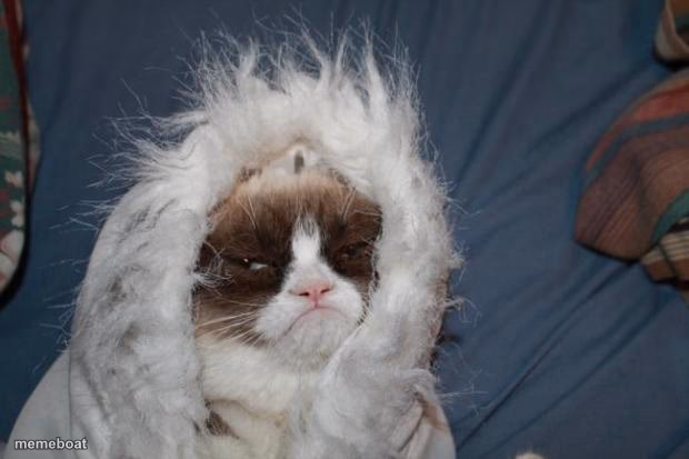 Cold grumpy cat - meme generator image preview