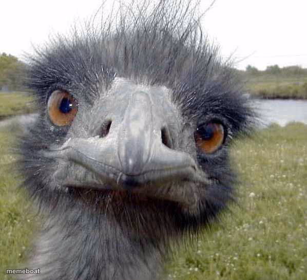 Cold Stare of Ostrich - meme generator image preview