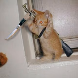 Combat Kitten