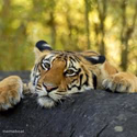 Relaxed Tiger On Log