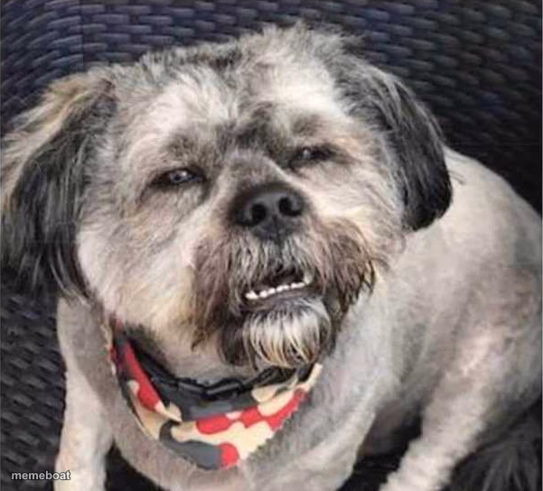 confused dog - meme generator image preview