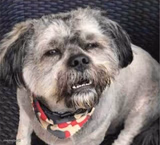 confused dog