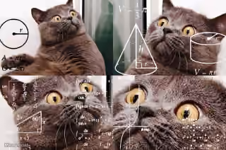 Confused Math Cat