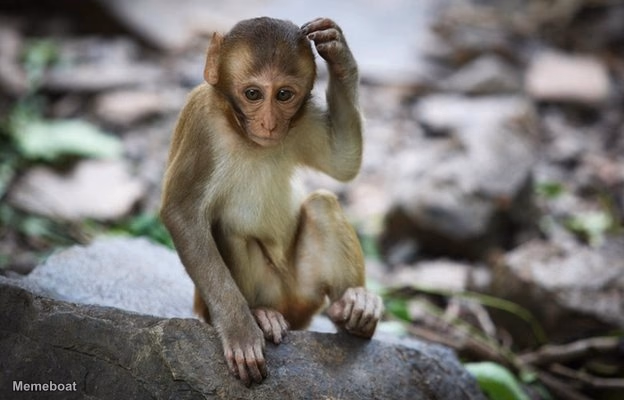 Confused Monkey - meme generator image preview