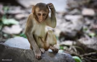Confused Monkey