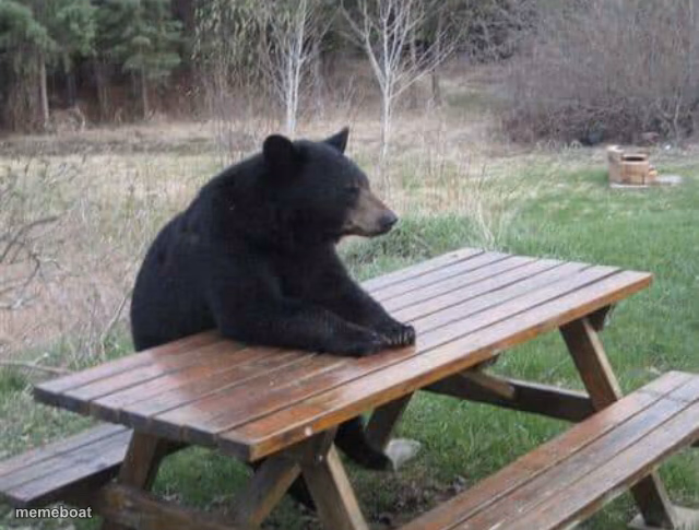 Contemplating Bear - meme generator image preview
