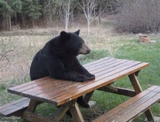 Contemplating Bear