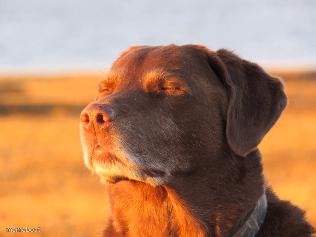 Cooked Dog - meme generator image preview