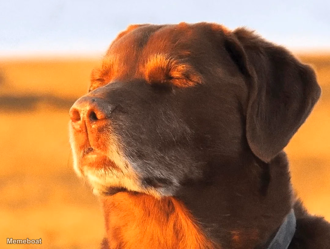 Cooked Dog Closing His Eyes - meme generator image preview