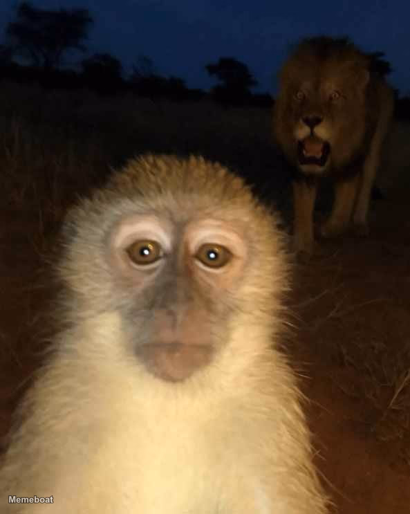 Cooked Monkey With Lion Behind It - meme generator image preview