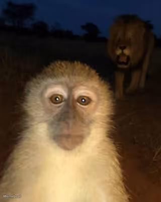 Cooked Monkey With Lion Behind It