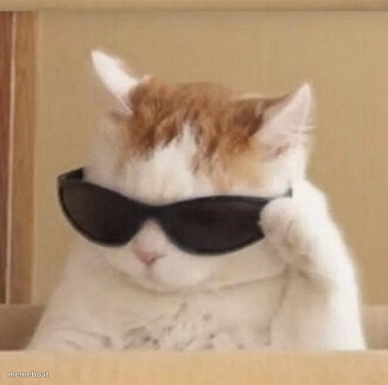 Cool cat - meme generator image preview