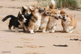 corgi teamwork