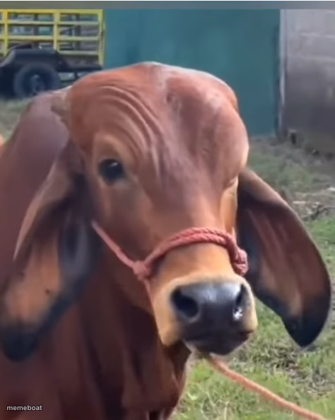 cow eyebrow raise - meme generator image preview