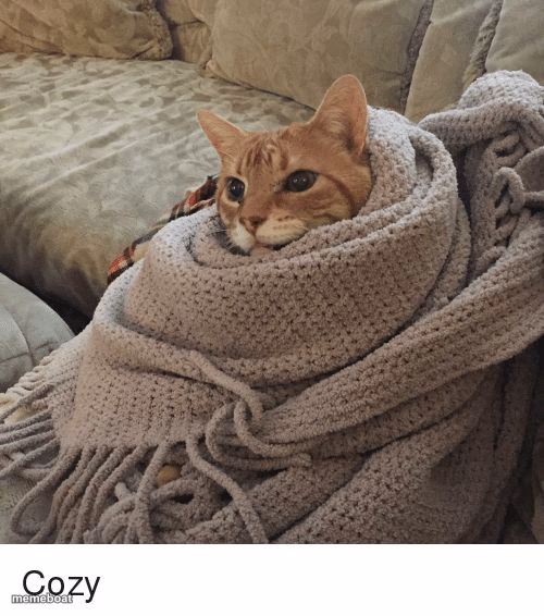 Cozy Cat - meme generator image preview