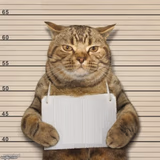 Cat Mugshot
