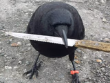Crow With Knife