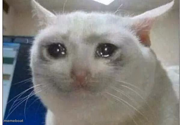 crying cat - meme generator image preview