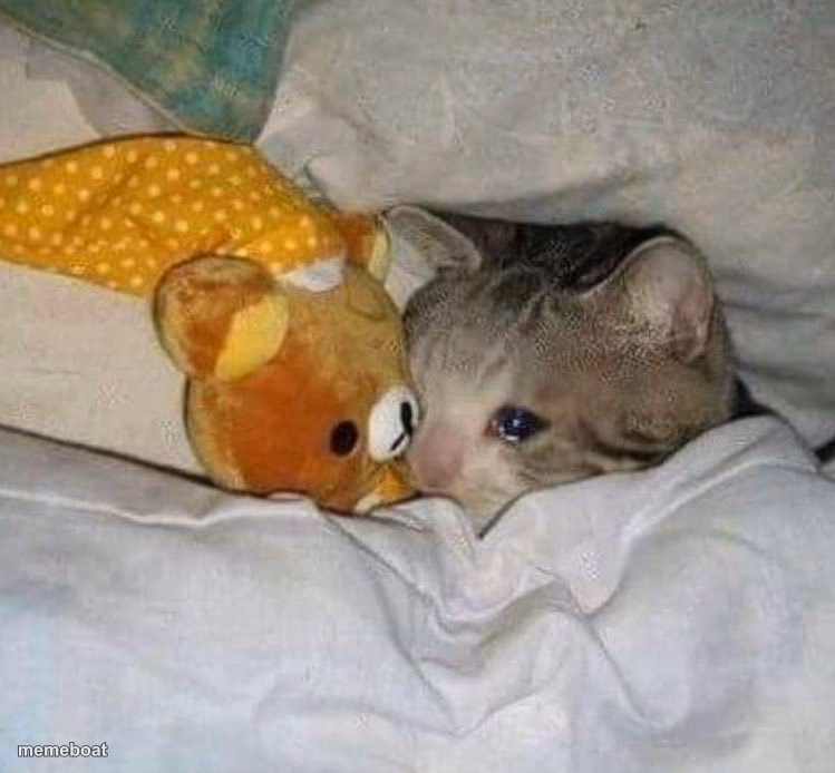 Crying cat - meme generator image preview