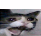 crying cat
