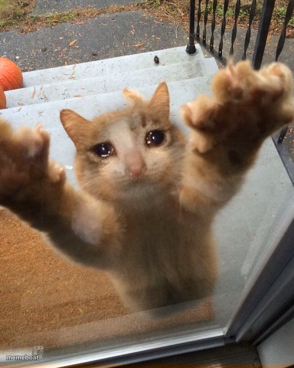 Crying sad cat trying to get into house - meme generator image preview