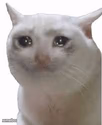 cryng cat