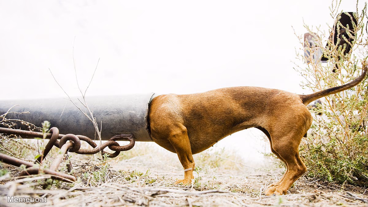 Dog Stuck In Pipe - meme generator image preview