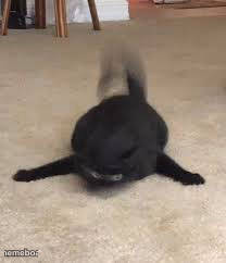 Cursed cat - meme generator image preview