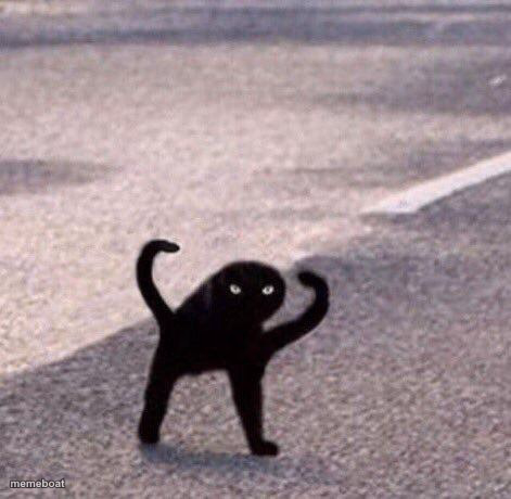 Cursed cat temp - meme generator image preview