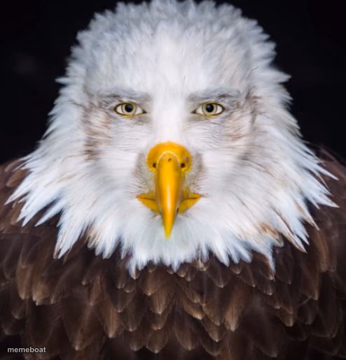 cursed eagle - meme generator image preview
