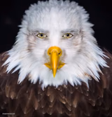 cursed eagle