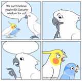 Wise Old Cockatoo