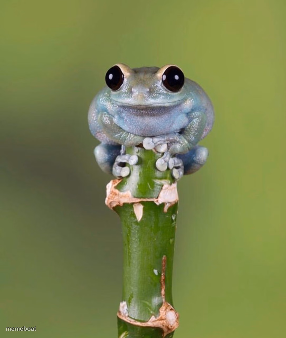 Cute Baby Frog - meme generator image preview